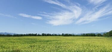 Photo of field of yellow flowers and blue sky