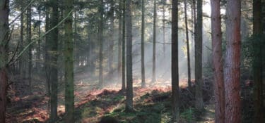 A autumnal forest, with sun coming through the gaps in the tree.