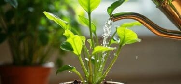 Image of a potted house plant, in the light of the sun being watered from a can.